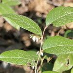 Leucothoe axillaris Feuille