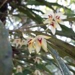 Octomeria grandiflora Flower