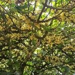 Oxera subverticillata Flor