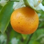 Citrus sinensis Frukt