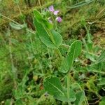 Moricandia arvensis Leaf