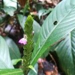 Justicia refractifolia Hoja