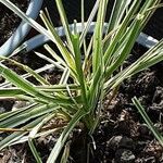 Carex ornithopoda Folha