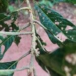 Aegiphila odontophylla Leaf