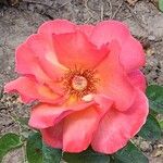 Rosa moyesii Bloem