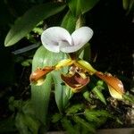 Paphiopedilum spicerianum List