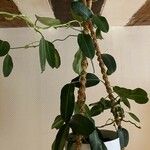 Stephanotis floribunda Листок