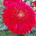 Gerbera jamesonii Flower