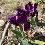 Iris lutescens Floro
