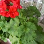 Pelargonium zonaleLeaf