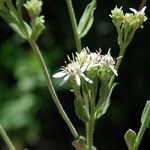 Sericocarpus oregonensis Blüte