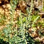 Suaeda maritima Mbuma