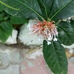 Rauvolfia serpentina Λουλούδι
