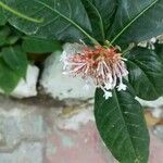 Rauvolfia serpentina Blodyn