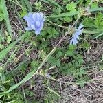 Cichorium endiviaFrunză