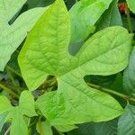 Mina lobata Leaf