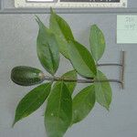 Wrightia pubescens Mbuma