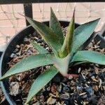 Agave palmeri Blatt