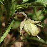 Viola pinnata Fruit