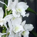 Dendrobium nobile 花