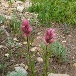 Castilleja parviflora Blomma