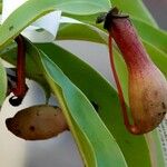 Nepenthes alata Blatt