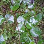 Populus tremuloides Hábito