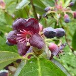 Rhododendron genestierianum