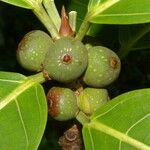 Ficus obtusifolia Frukt