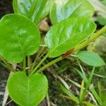 Pyrola rotundifolia 叶