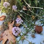 Thymus pannonicus Habit