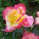 Rosa chinensis Cvet