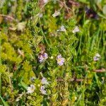 Euphrasia stricta Fiore