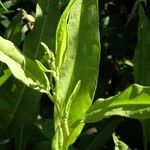 Rumex verticillatus Blatt