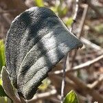 Viburnum lantana Φύλλο