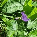 Viola × bavarica Blomst