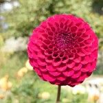 Dahlia × hortensis Květ