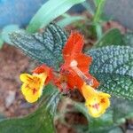 Chrysothemis pulchella Flower