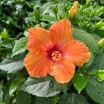 Hibiscus spp. Λουλούδι