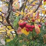 Crataegus persimilis Fruit