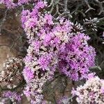 Limonium tuberculatumKvet