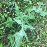 Crepis biennis Leaf