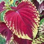 Coleus scutellarioidesFoglia