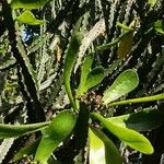 Euphorbia neriifolia Hoja