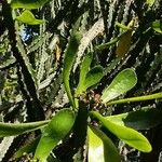 Euphorbia neriifolia Blad