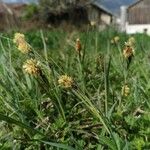 Carex cespitosa 花