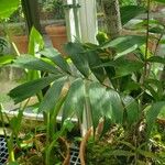 Ptychosperma waitianum Leaf