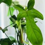 Philodendron panduriforme Frunză