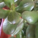 Crassula ovataDeilen