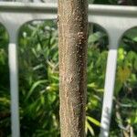 Bursera simaruba പുറംതൊലി